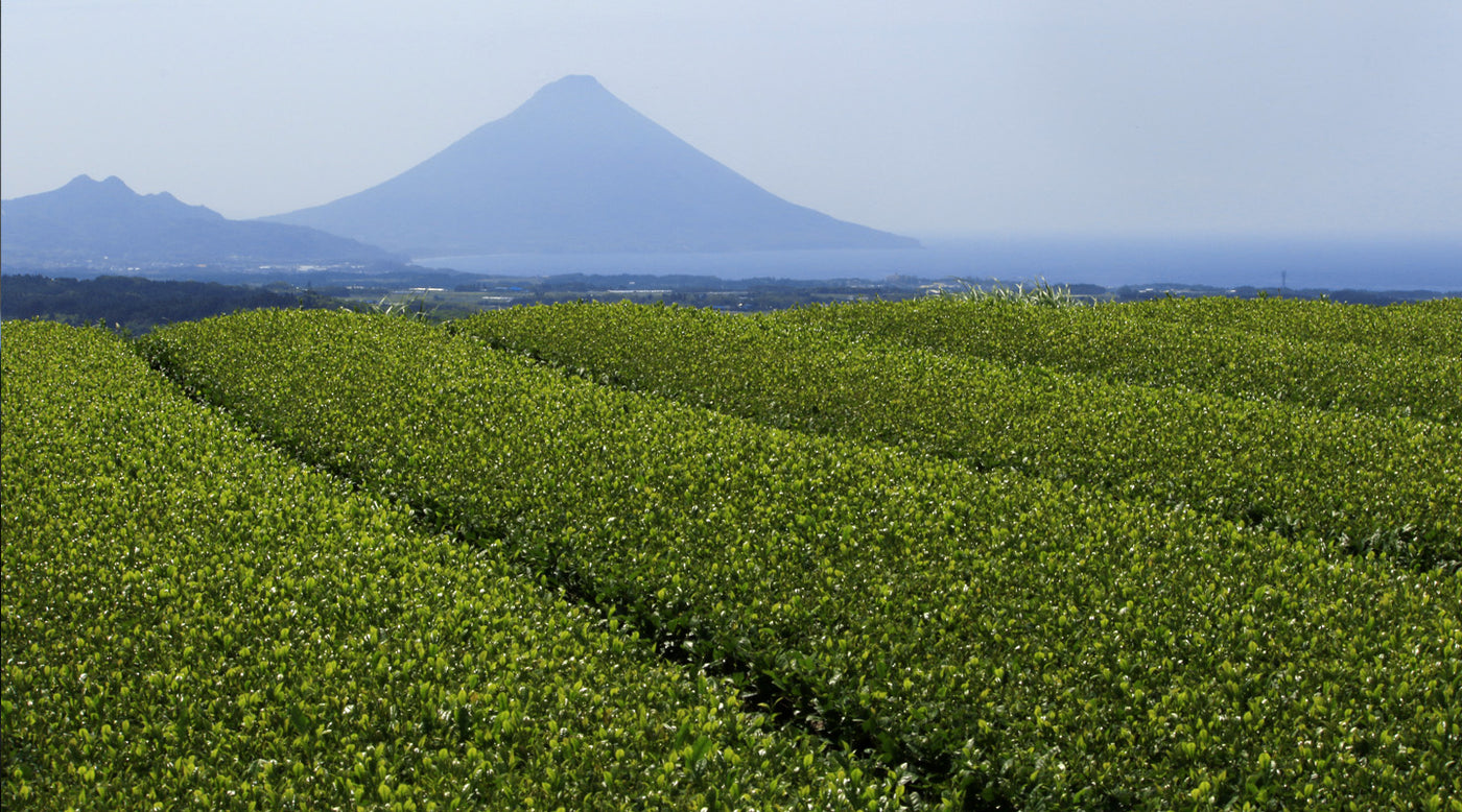 An organic matcha tea field in Kagoshima, Japan