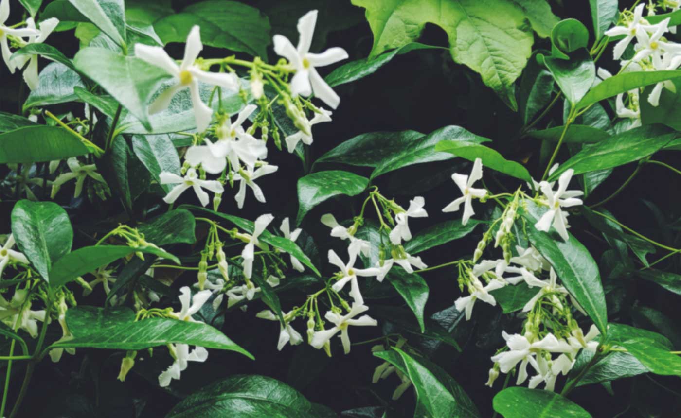 jasmine flowers