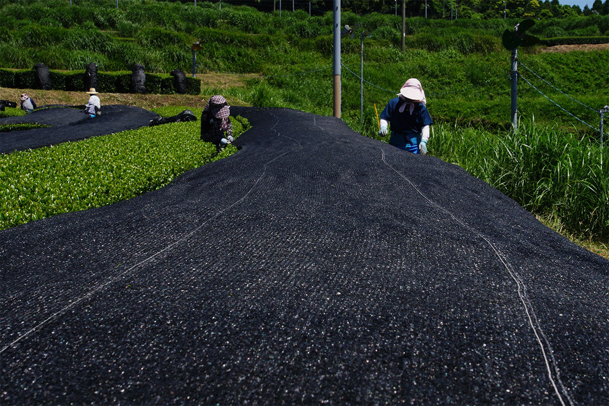 farmers covering tea leaves with black tarp in Kagoshima, Japan