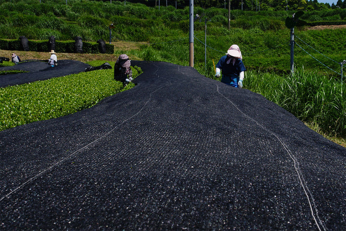 farmers covering tea leaves with black tarp in Kagoshima, Japan