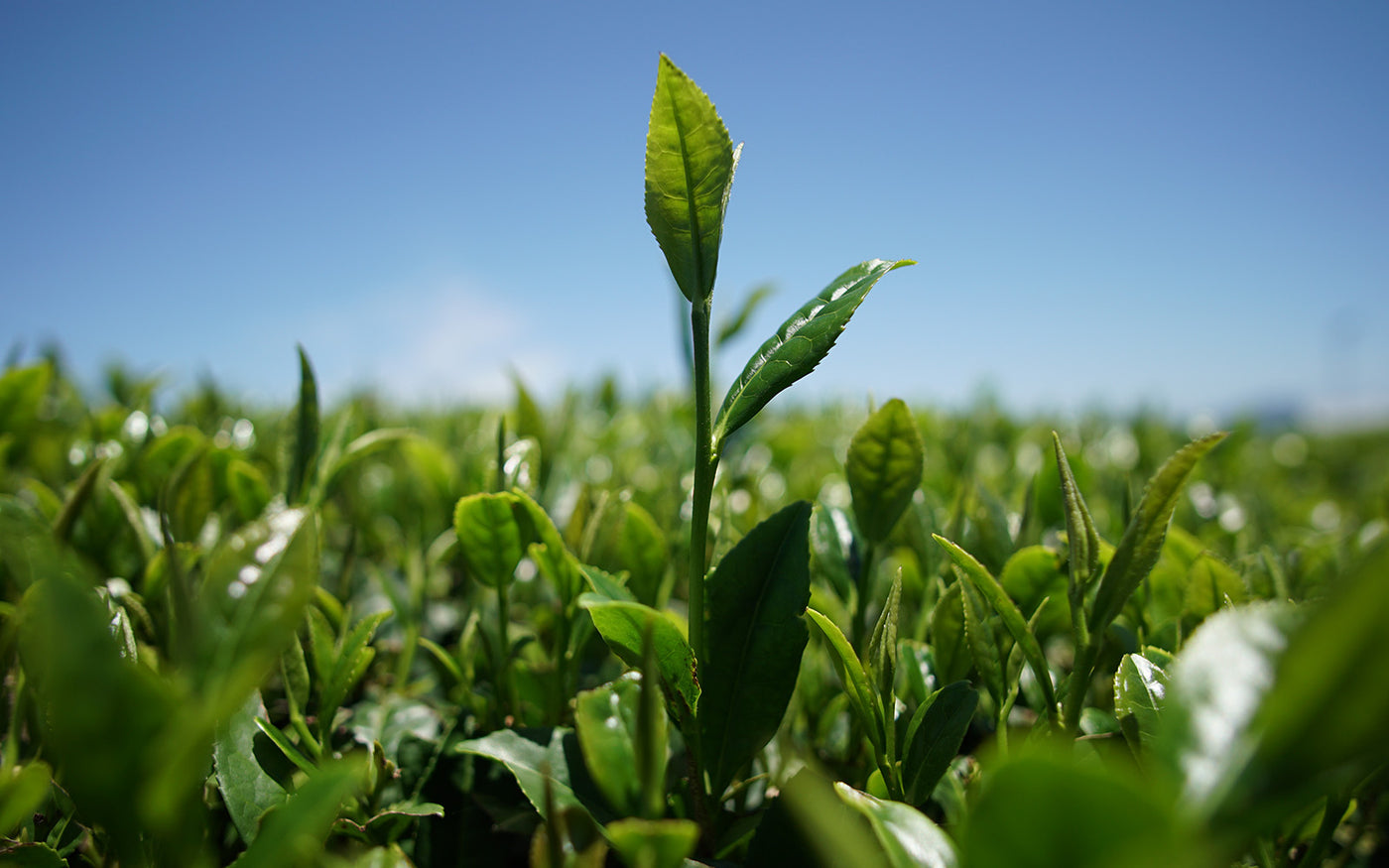 Keicha Tea News