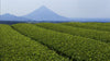 An organic matcha tea field in Kagoshima, Japan