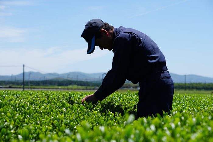 Ikeda Tea World’s farmer handles a green tea bush.