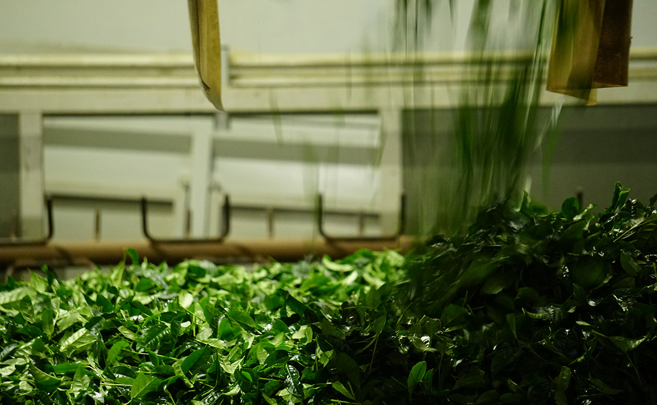 freshly harvested green tea leaves being processed