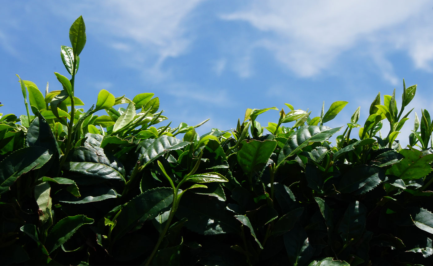 green tea leaves grown in the fertile, volcanic soil in Kagoshima, Japan