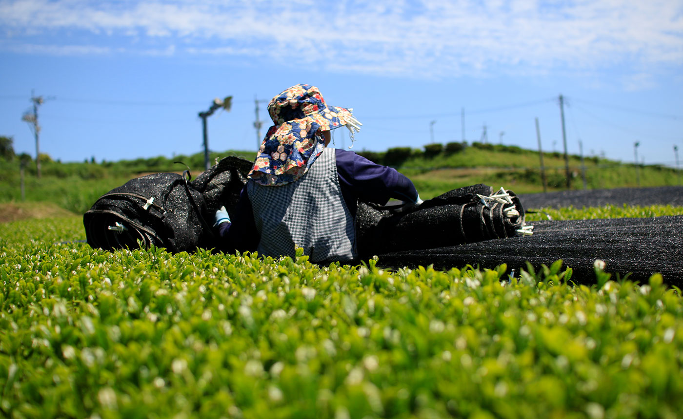 a farmer covering green tea plants with black tarp in Kagoshima, Japan
