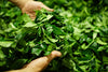 hands lifting newly harvested green tea leaves