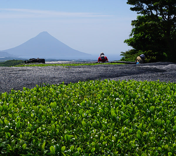 WHERE OUR BULK ORGANIC GREEN TEAS GROW