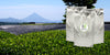 Tea field in Japan covered in a tarp. Mountain in the background and bulk bags of matcha superimposed in the foreground