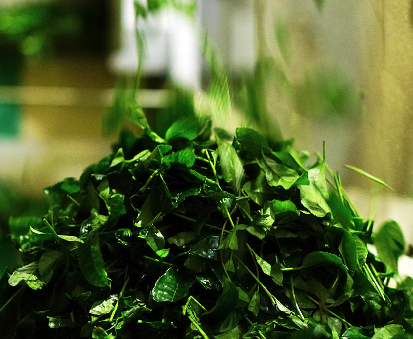 tea leaves falling into a large pile