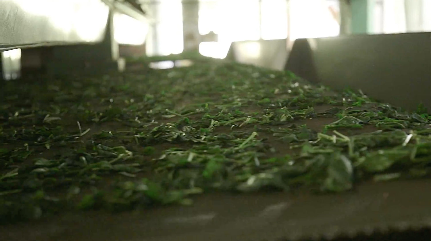 Matcha Process Factory Explore Matcha Tea in Bulk - Buy Tea in Bulk from Keicha Tea World
