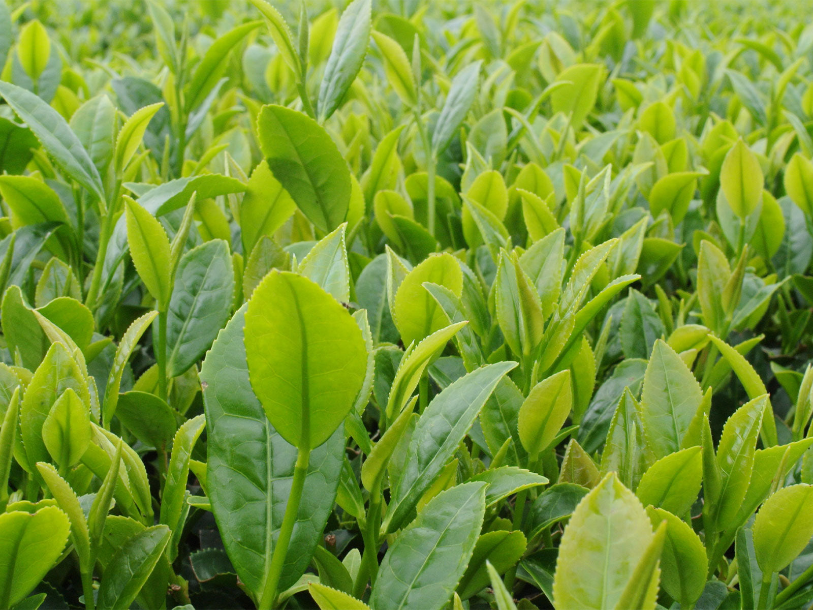 SENCHA TEA’S GROWING POPULARITY