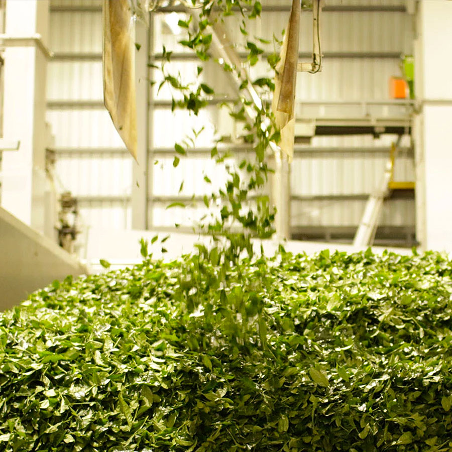 Matcha Manufacturing Scale