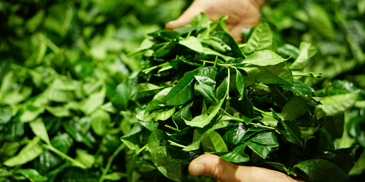 ikeda matcha tea leaves