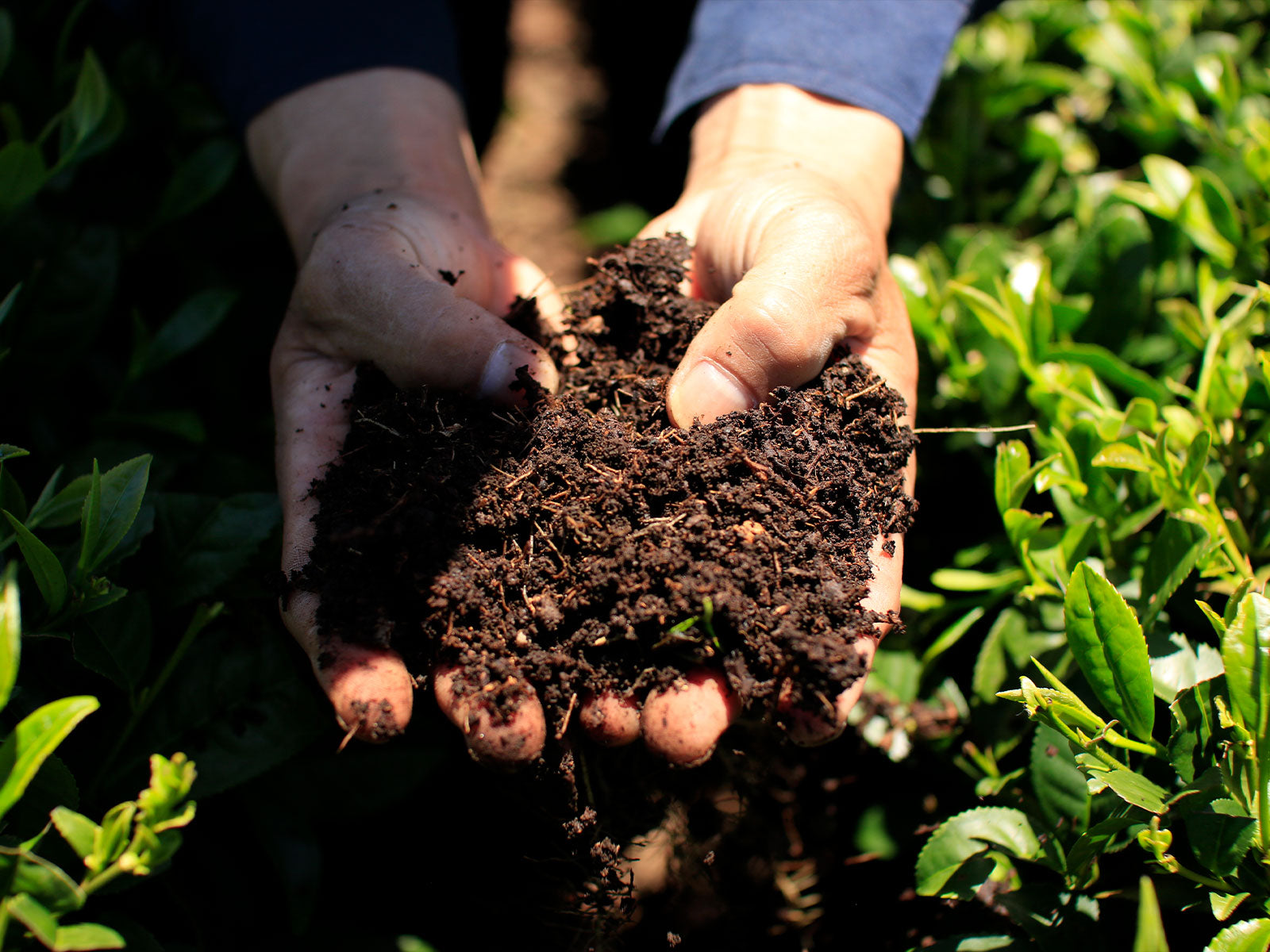 NUTRIENT-RICH SOIL
