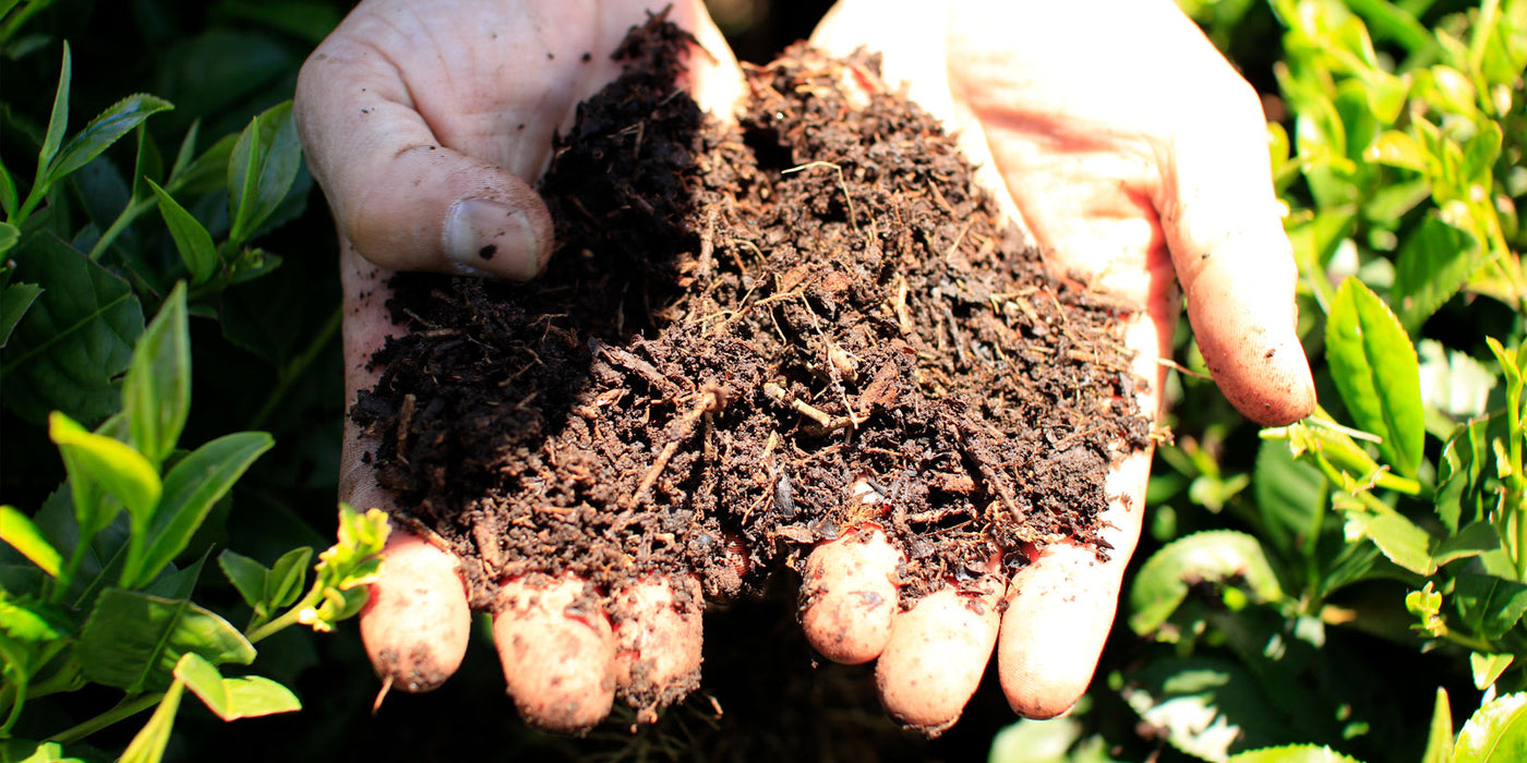 ikeda tea world our soil